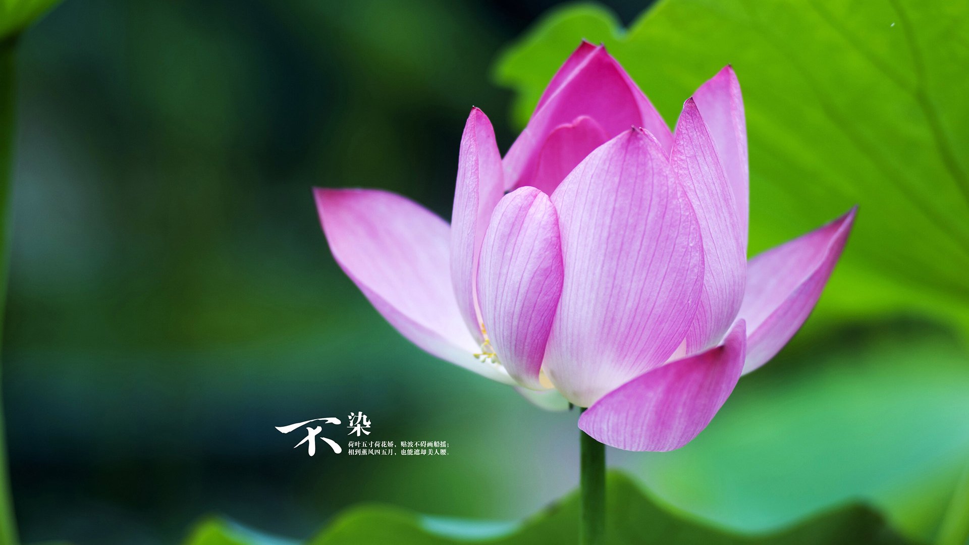 开云集团中国官网-_绿野仙踪：森林中的野外网球挑战_，2021绿野仙踪棒球服