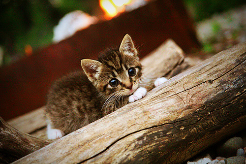 开云-“年度巅峰对决！两豪强争夺联盟冠军，谁将笑到最后？”